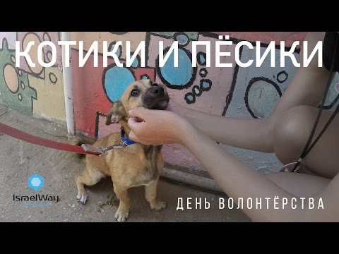 Котики и пёсики. День волонтёрства